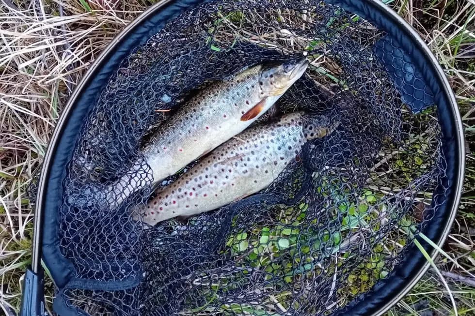 Blattnicksele Camping - Bild 2